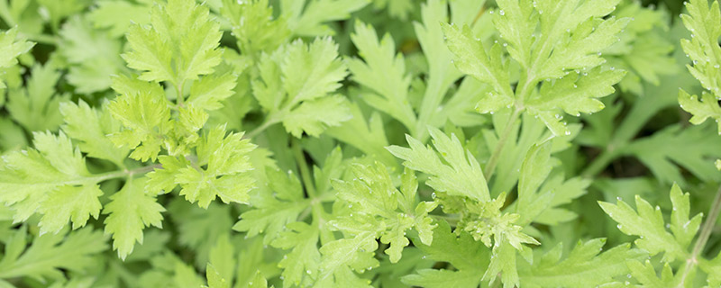 ��Ҷ�Ĺ�Ч������ ��ҶͼƬ